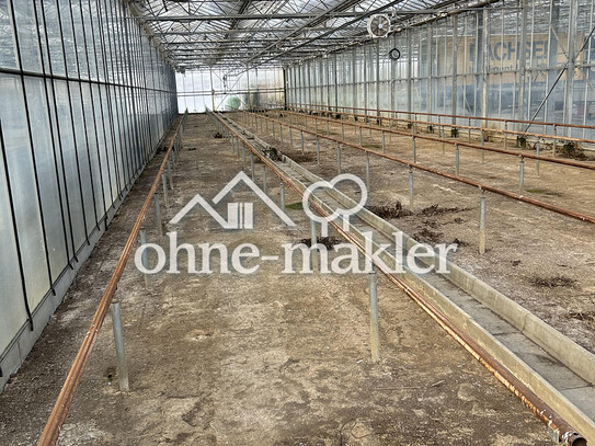 Gewächshaushallen zu vermieten ab 1000m² in Schwerte