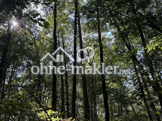 Laubwald mit Urwaldflair – Ihr Naturwald nördl. von Berlin