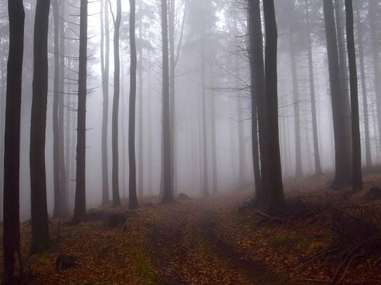 Große Waldflächen mit gepflegtem Baumbestand zu verkaufen